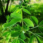 Laburnum anagyroides Feuille