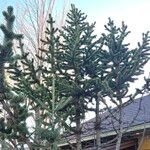 Pinus aristata Hoja