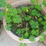 Oxalis stricta Fuelha