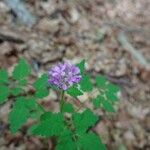 Cardamine chelidonia Квітка