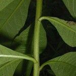 Vernonia gigantea Bark