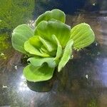 Pistia stratiotes Ліст