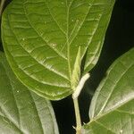Piper curvipilum পাতা