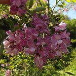 Robinia neomexicana പുഷ്പം