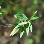 Hypericum lanceolatum Leaf