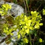 Biscutella lima Blüte