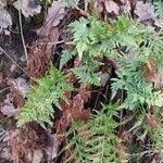 Asplenium adiantum-nigrum 整株植物