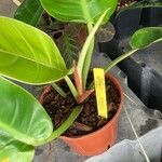 Philodendron melinonii Liść