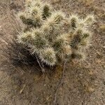 Cylindropuntia echinocarpa Blad