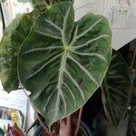 Alocasia longiloba Leaf