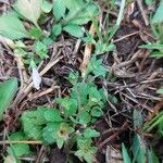 Mazus pumilus Leaf