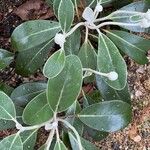 Pachystegia insignis Folha
