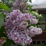 Syringa vulgarisÇiçek