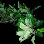 Terminalia superba Hoja