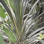 Pandanus odorifer Buveinė