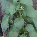 Sesamum indicum Leaf