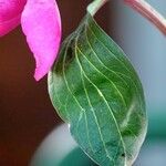 Paeonia mascula Leaf