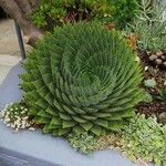 Aloe polyphylla Habitus