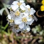 Achillea erba-rotta Blüte