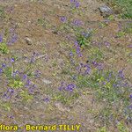 Pinguicula longifolia Hábito