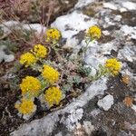 Alyssum serpyllifolium Õis