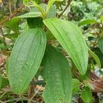 Melastoma malabathricum Leaf