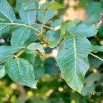 Juglans regia अन्य