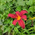 Hemerocallis minor花