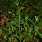 Myosotis macrosperma Habit