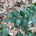 Ruscus aculeatus Frunză