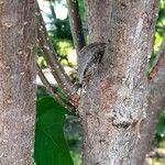 Syringa josikaea Bark