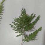 Selaginella willdenowiiLeht