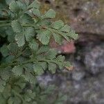 Asplenium ruta-muraria Blad