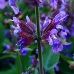 Salvia officinalis Flor