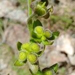 Cynoglossum montanum Ffrwyth