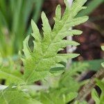 Salvia yangii Frunză