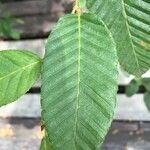 Nothofagus alpina Hoja