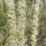 Pappophorum caespitosumFrucht