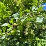 Prunus insititia Owoc