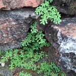 Pilea microphyllaপাতা