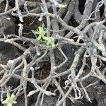 Euphorbia balsamifera Fruit