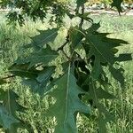 Quercus rubra Листок