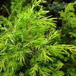 Juniperus rigida Blatt