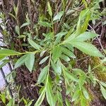 Salix euxina Folha