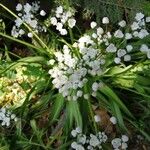 Allium polyanthum