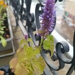 Agastache foeniculumBlüte