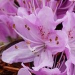 Rhododendron siderophyllum Õis