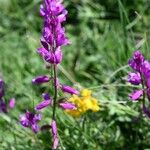 Polygala nicaeensis Цвят