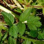 Erodium moschatum برگ