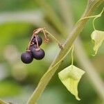 Solanum nigrum Máis